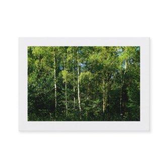 Silver Birch Trees, Mini Photo