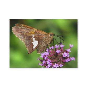 Silver Spotted Skipper ATC