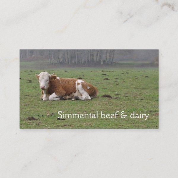 Simmental cow