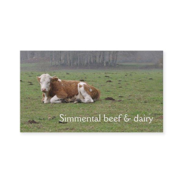 Simmental cow