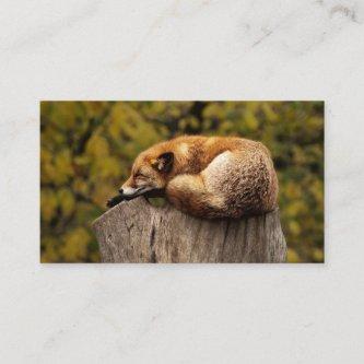 Sleeping Fox on a Stump