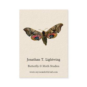 Smerinthus ocellata - Eyed Hawk-Moth Color Image B