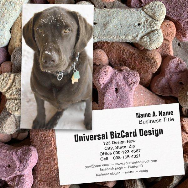 Snowflake Sprinkled Chocolate Labrador Retriever