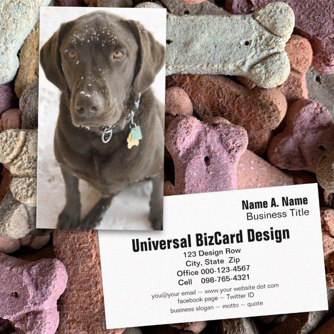 Snowflake Sprinkled Chocolate Labrador Retriever