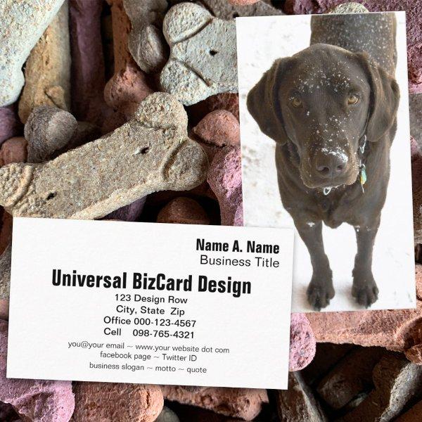 Snowflake Sprinkled Chocolate Labrador Retriever