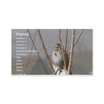 Song Sparrow