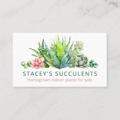 Sophisticated Homegrown Succulent Plant