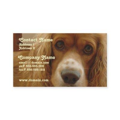 Spaniel Breed