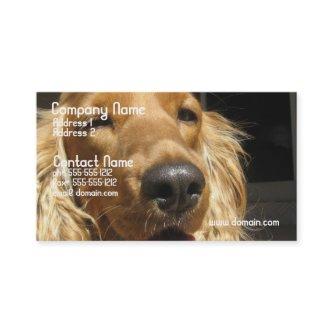 Spaniel Dog