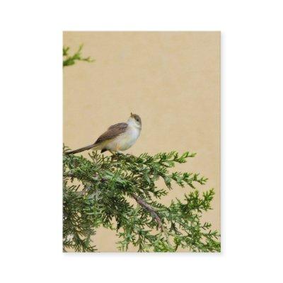 Sparrow