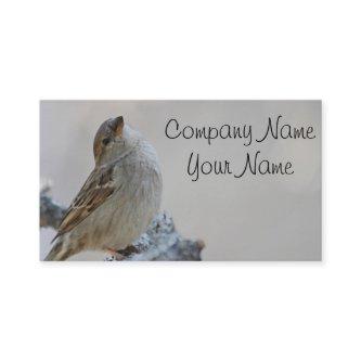 Sparrow photo