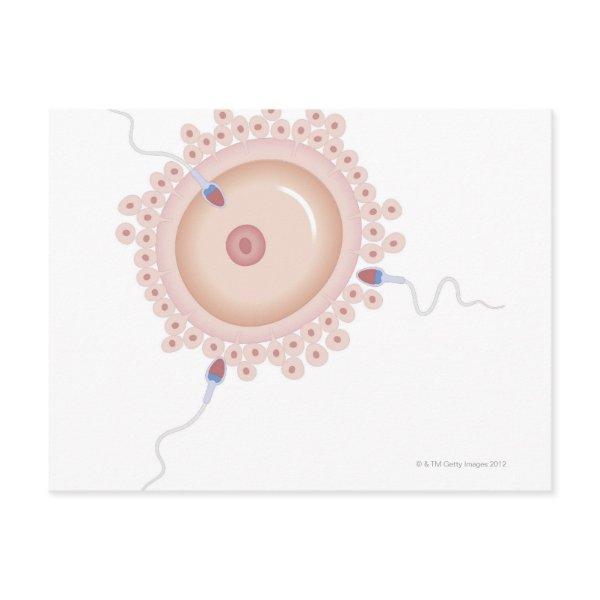Sperm Containing Mutated Gene Postcard
