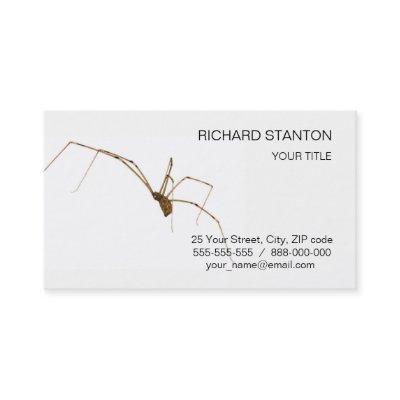 Spider