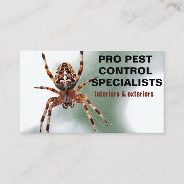 Spider Photo Pest Control Service