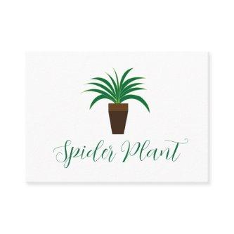 Spider Plant