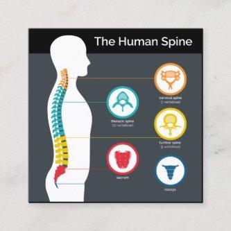 Spinal Anatomy Chart Square Chiropractic Square