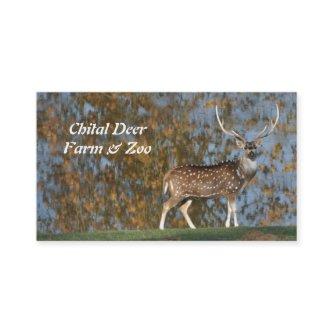 Spotted chital deer stag by a lake