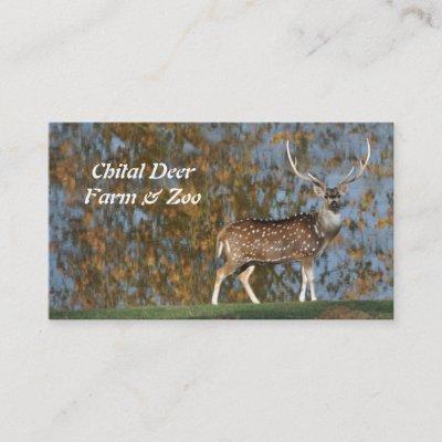 Spotted chital deer stag by a lake