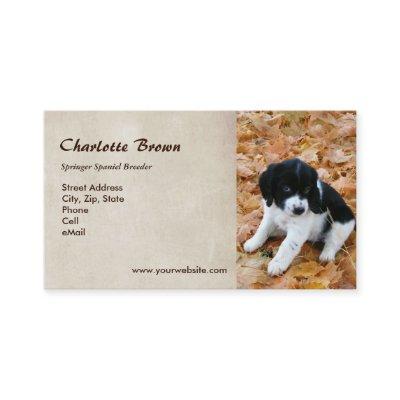 Springer Spaniel Puppy