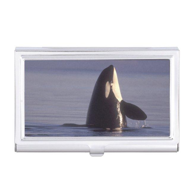 Spyhopping Orca Killer Whale (Orca orcinus) near  Case