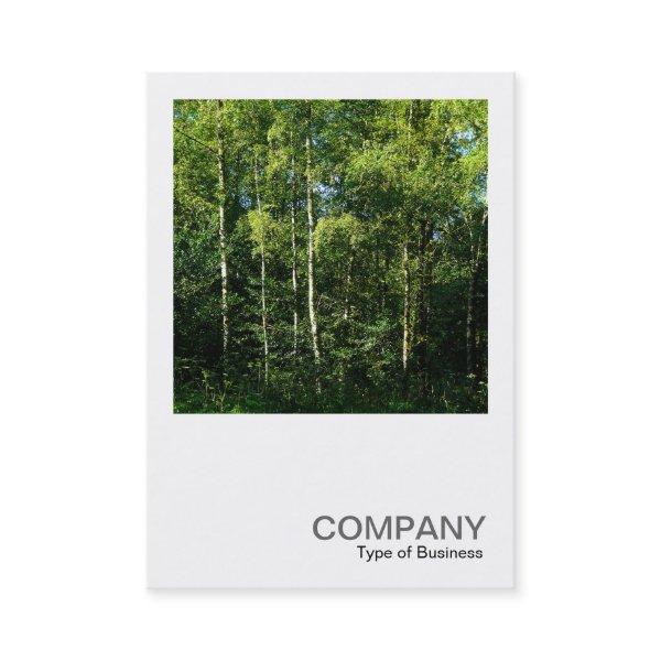 Square Photo 0168 - Silver Birch Trees