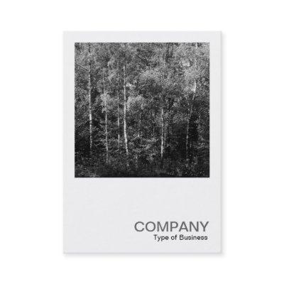Square Photo 0169 - Silver Birch Trees