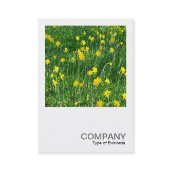 Square Photo 0201 - Daffodils/Narcissus