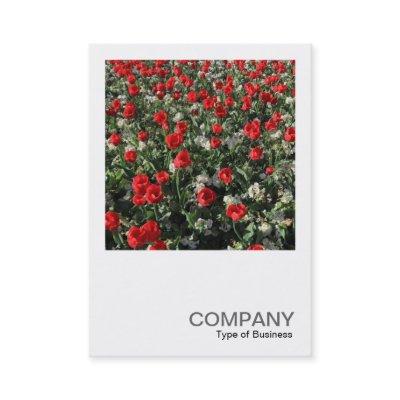Square Photo 0399 - Red Tulips and Primroses