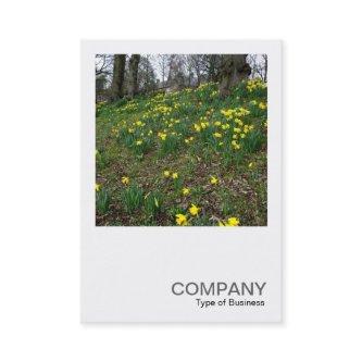 Square Photo 083 - Daffodils in the Park