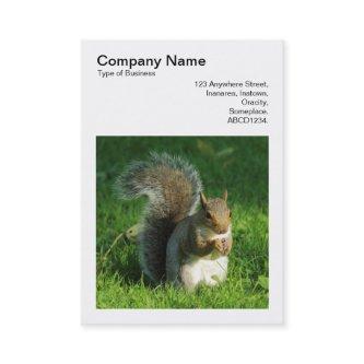 Square Photo (v3) - Grey Squirrel Eating Nuts