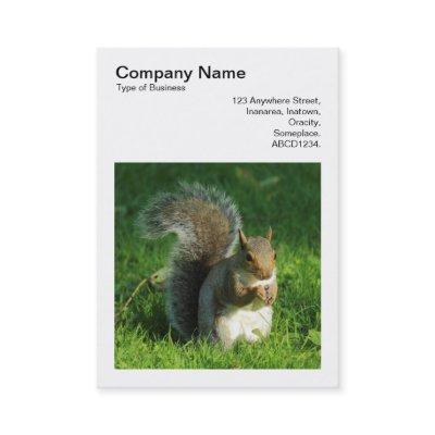 Square Photo (v3) - Grey Squirrel Eating Nuts