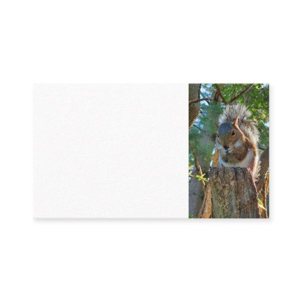 Squirrel
