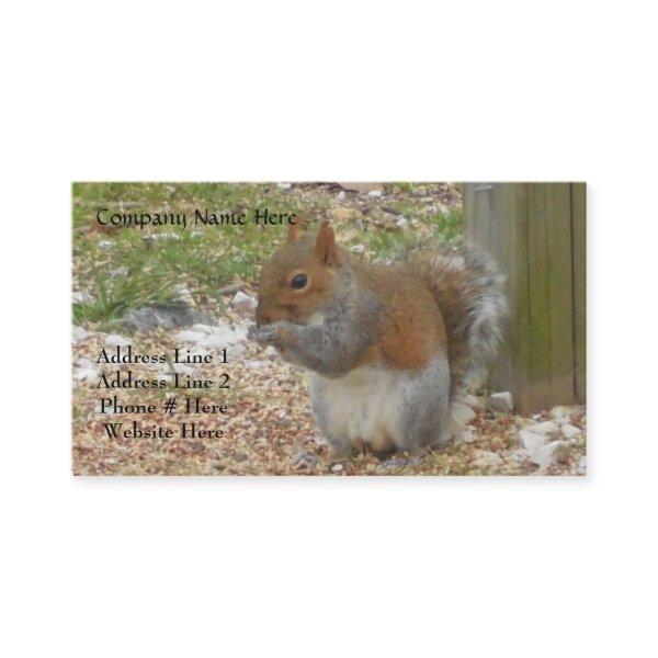 Squirrel