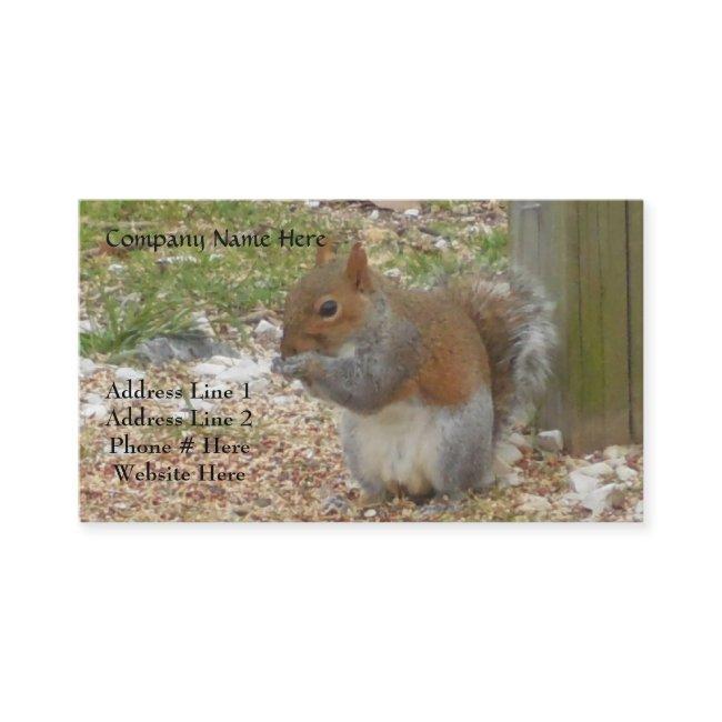 Squirrel
