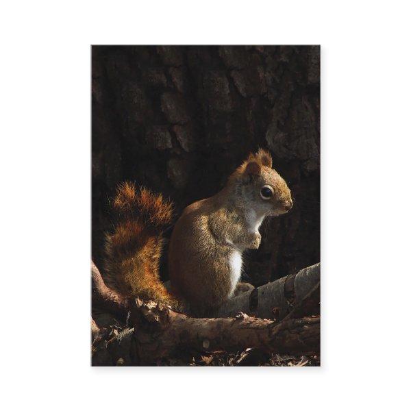 Squirrel in a Patch of Sunlight ATC