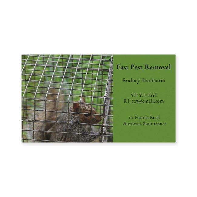 Squirrel in trap