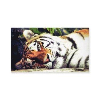 Staring Tiger