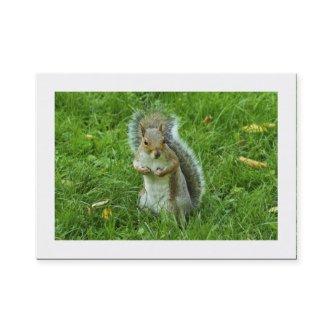 Startled Grey Squirrel (Bordered)