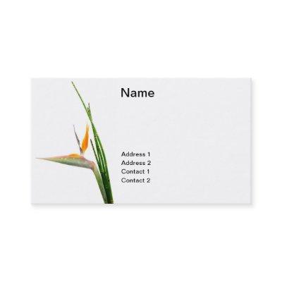 Strelitzia Reginae and reed