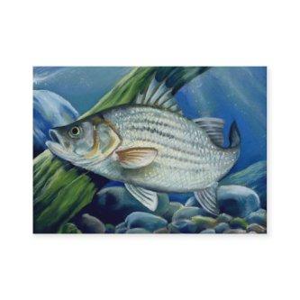 STRIPED BASS  Template