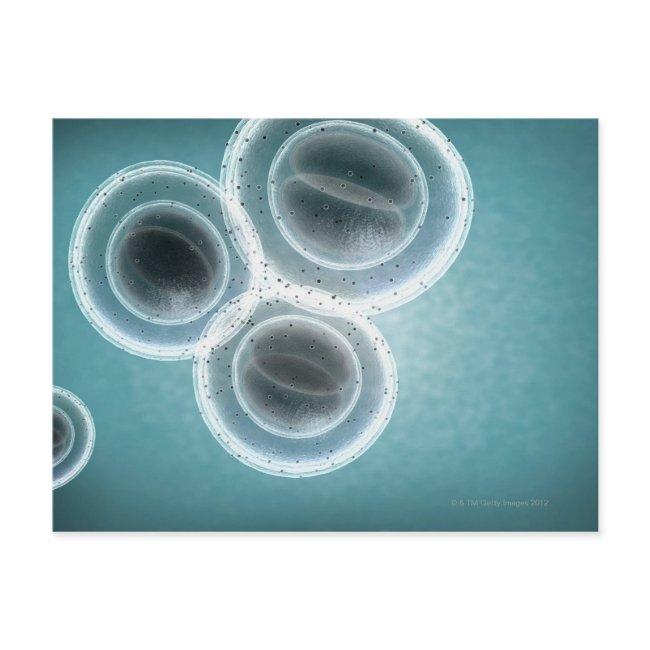 Structure of MRSA Postcard