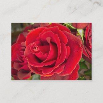 Stunning red rose