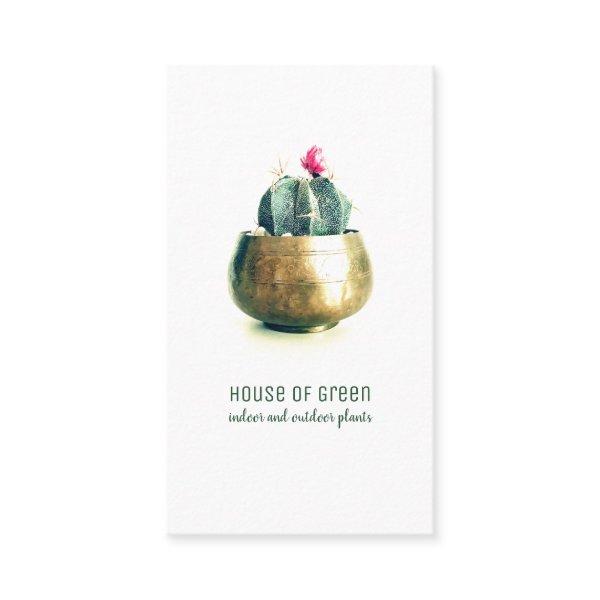 Succulent Cactus Plant Nursery