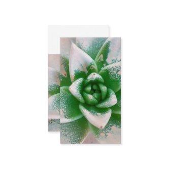 succulent plant in the garden
