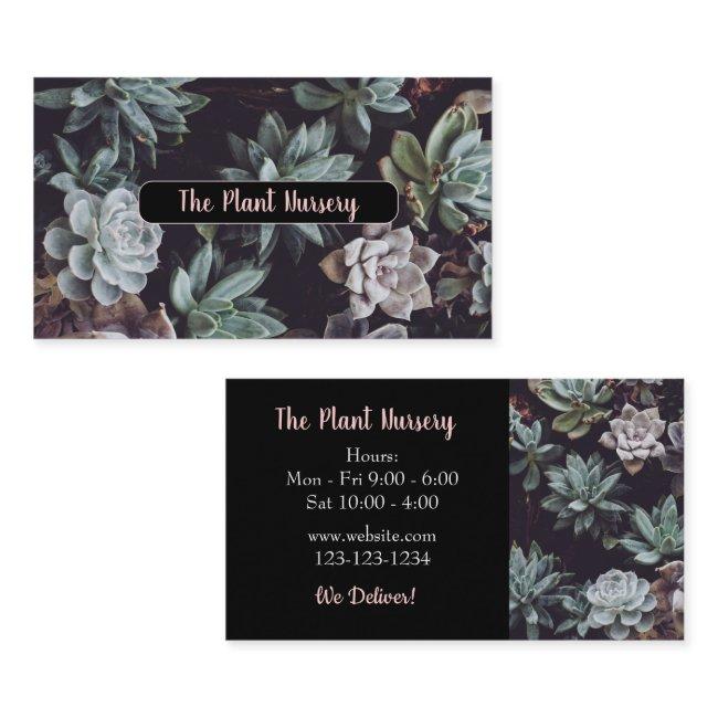 Succulent Plants Black
