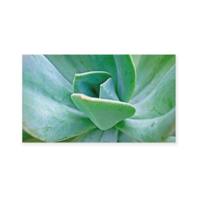Succulent Swirl