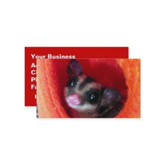 Sugar Glider in Orange Hanging Bed