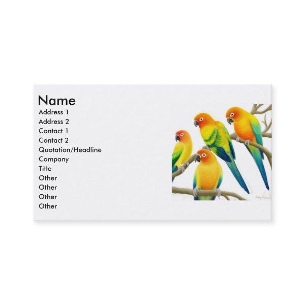Sun Conure Parrots
