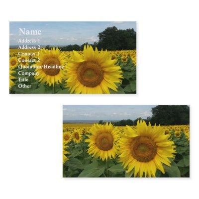 Sunflower