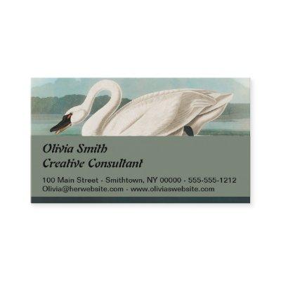 swan audubon bird white water swans